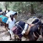 donkeys carry evm