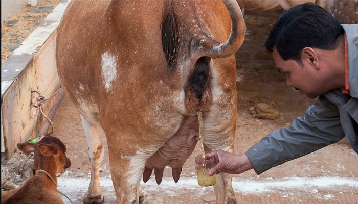 cow urine