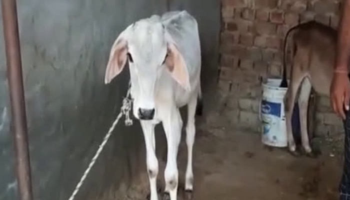 cow