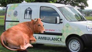 cow ambulence