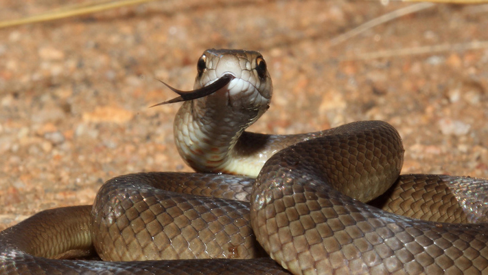 crit snek