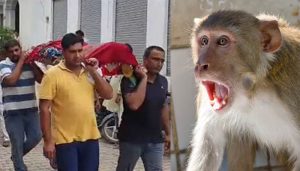 monkey attack