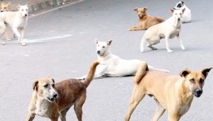 street dogs