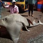 bow mouth guitarfish