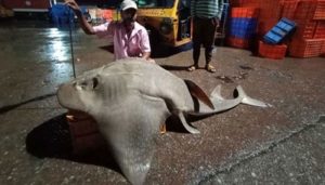 bow mouth guitarfish