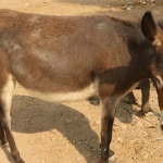 donkey