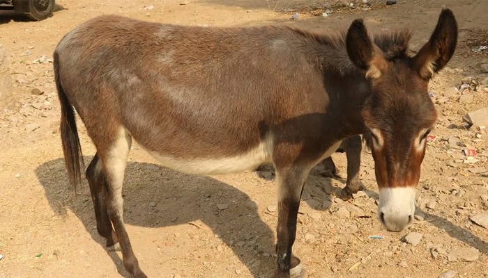 donkey