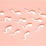 sperm