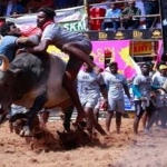 Jallikattu