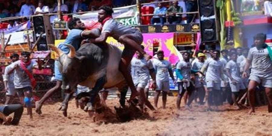 Jallikattu