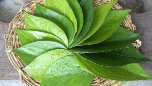 betel leaf