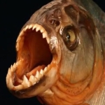 piranha