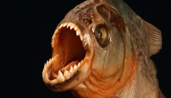 piranha