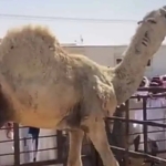 camel