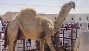 camel