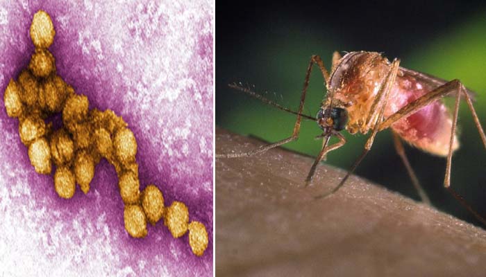 west nile fever