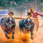 kambala