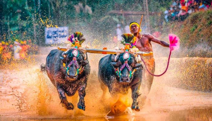 kambala