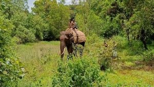 leopard elephant