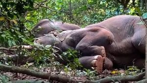 odisha forest