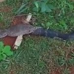 king cobra hunting