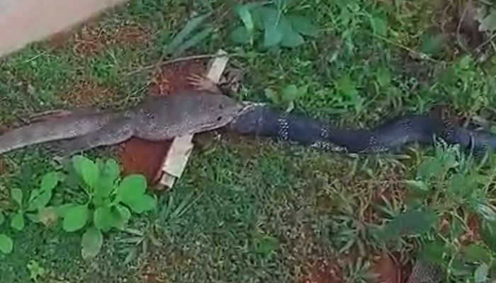 king cobra hunting