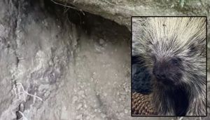 porcupine