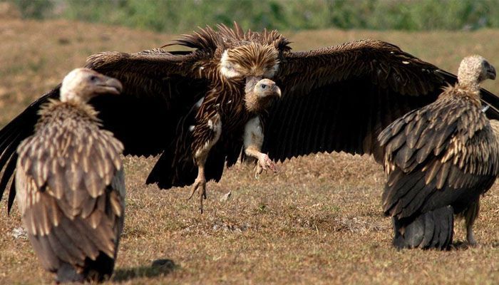 vulture