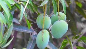 mango tree