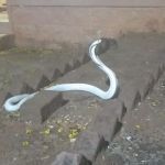 white cobra