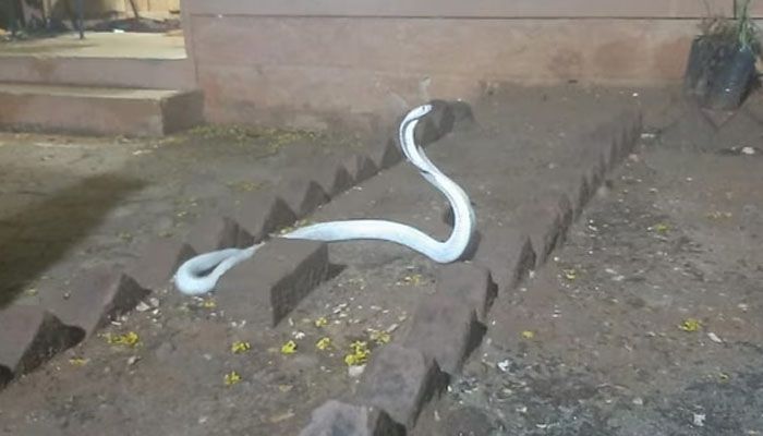 white cobra