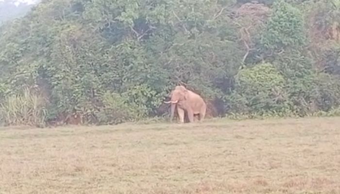 indian elephant