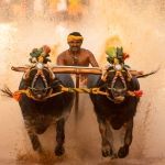 kambala