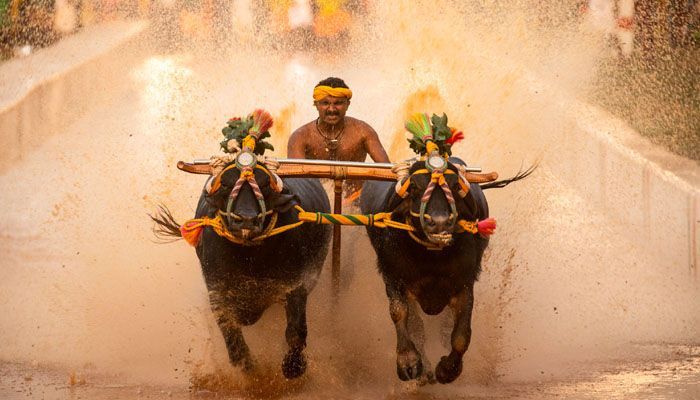 kambala