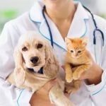 veterinary doctor