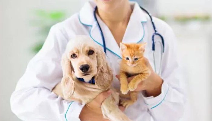 veterinary doctor