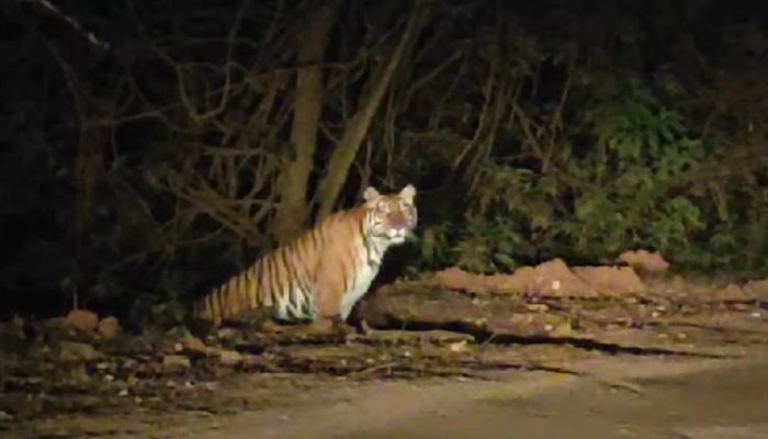 tiger in trarikere