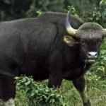 wild buffalo