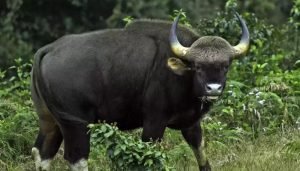 wild buffalo